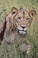 Lion Kruger 3