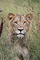 Lion Kruger 4