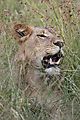 Lion Kruger 5