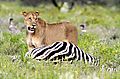 Lion on Zebra 2