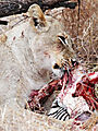 Lion On Zebra Kill