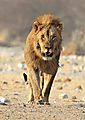 Lion Walking into Chudop