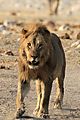 Lion walking into Chudop 3