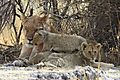 Lioness with 2 of 6