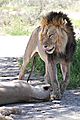 Lions