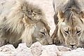 Lions drinking