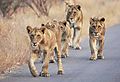 Lions in the Kruger