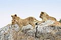 Lions on a rock 4