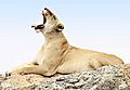 Lions on a rock in Kruger (6)