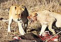 Lions on kill sabi sands