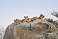 Lions on rock 2