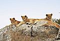 Lions on the rocks