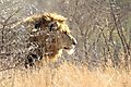 Male lion moving past thorns