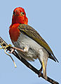 Male Red Headed Weaver