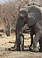 Mum And Baby Elephant