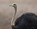 Ostrich