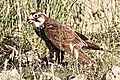 Peregrine Falcon
