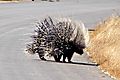 Porcupine Kruger 1
