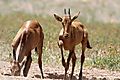 Red Hartebeest