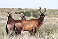 Red Hartebeest