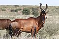 Red Hartebeest