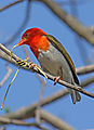 Red Headed Weaver (male)
