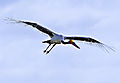 Saddlebilled Stork In Flight
