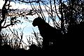 Silhouette Of A Leopard