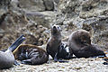 Small Group Of Seals