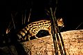 small spotted Genet 1