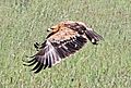 Tawney in flight