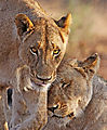 Two Female Lions