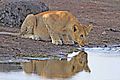 Waterhole Reflection