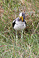 White crowned plover (lapwing)