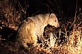 White tailed mongoose 3