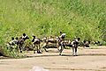 Wild dog 1