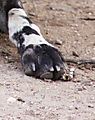 Wild dog foot