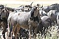 Wildebeest