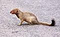 Yellow Mongoose