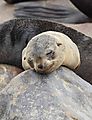 Young Fur Seal