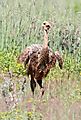 Young Ostrich