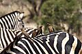 Zebra with oxpecker 1