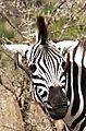 Zebra with oxpecker ear rings