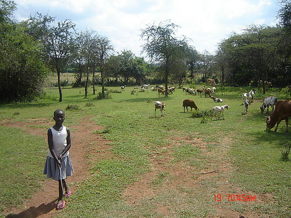 A Girl Herding Animals