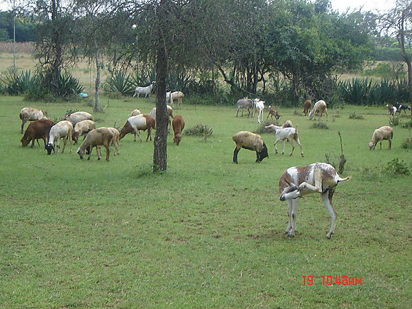 Animals Grazing