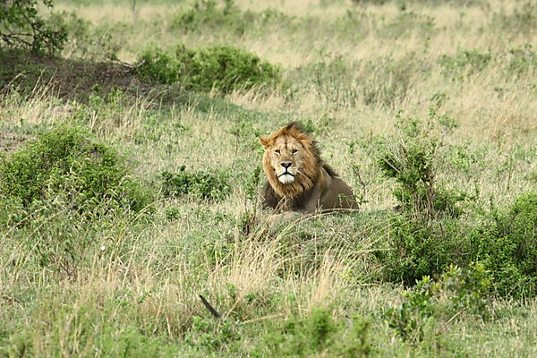 A Mara Lion