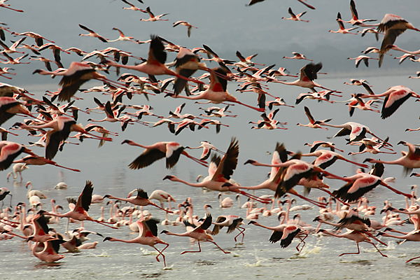 Flight Of Flamingo At Naivasha.