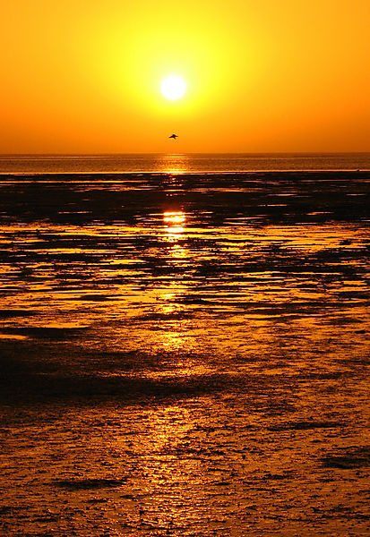 Sunset At The Banc D'arguin National Park.