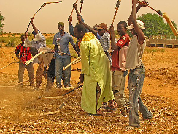 Threshing The Millet Near Didieni.