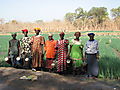 The "usual Suspects" In Sideradougou.